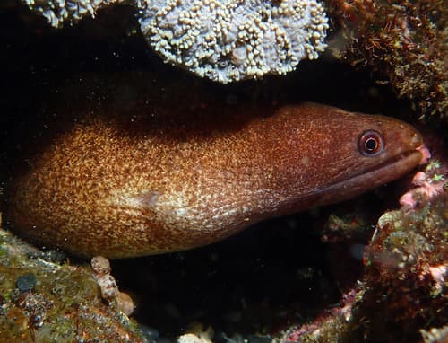 Latticetail Moray