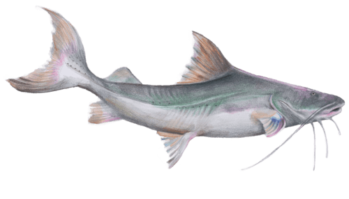 Laulao Catfish