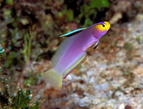Lavender-blushed Dartfish