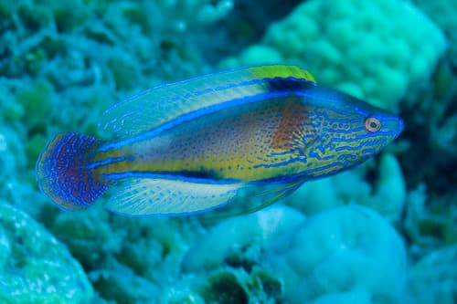 Lavender Wrasse