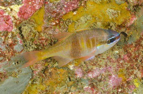 Lea's Cardinalfish
