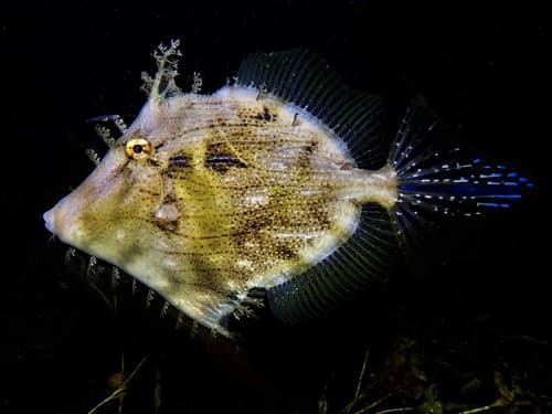 Leafy Filefish
