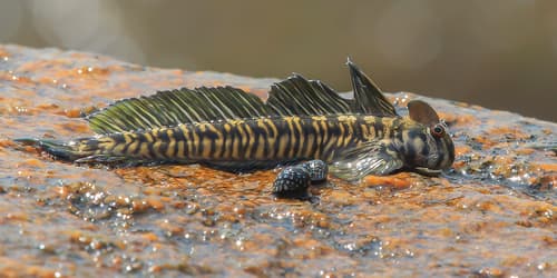 Leaping Blenny
