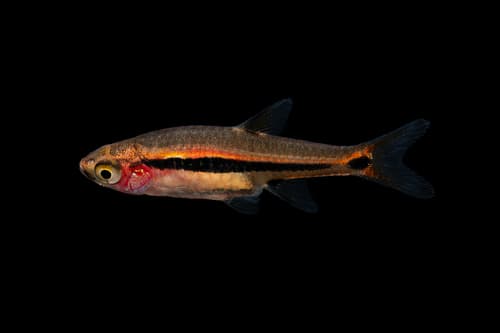 Least Rasbora