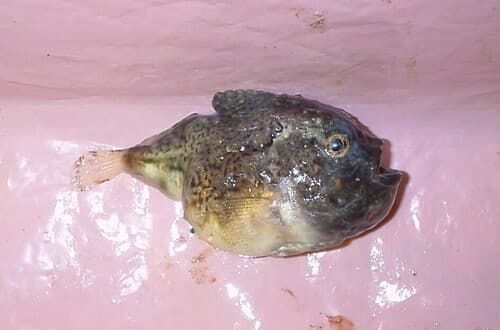 Leatherfin Lumpsucker