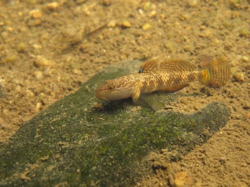 Leavelli Goby