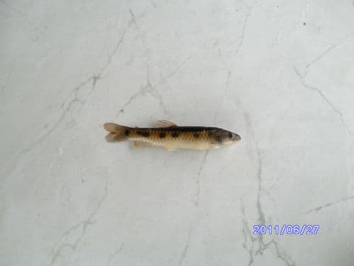 Lebiasina aureoguttata