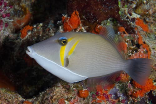Lei Triggerfish