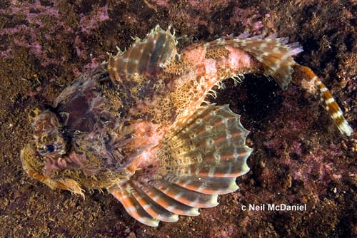 Leister Sculpin