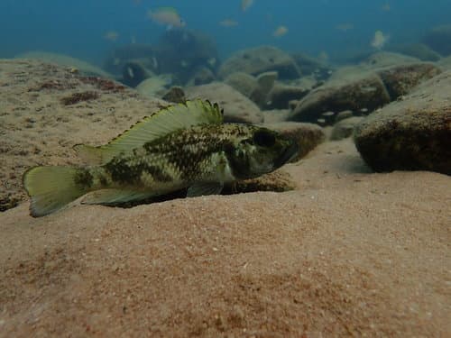 Lemaire's Lamprologus