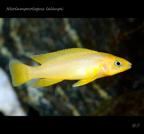 Lemon Cichlid