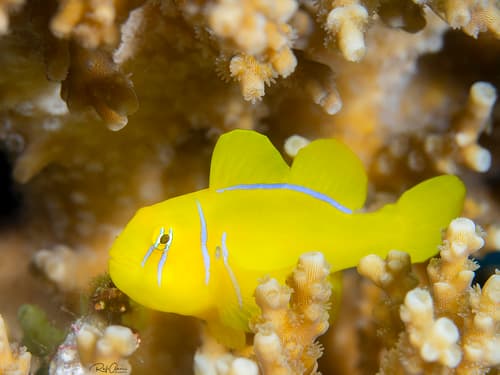 Lemon Coralgoby