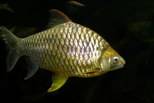 Lemon Fin Barb