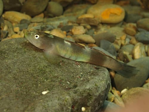 Lentipes Armatus Goby