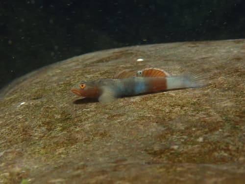 Lentipes palawanirufus