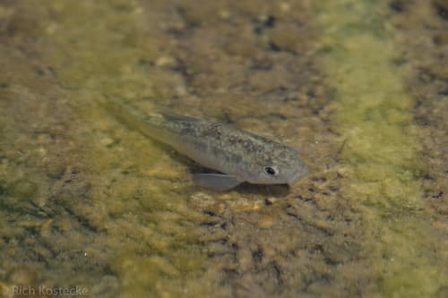 Leon Springs Pupfish