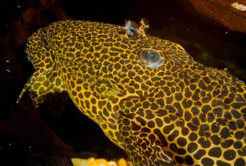 Leopard Cactus Pleco