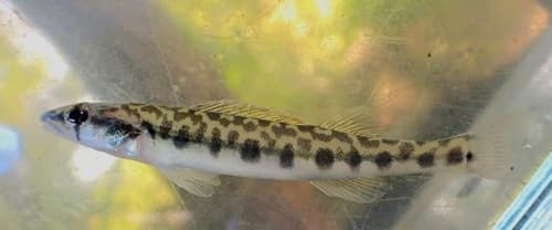 Leopard Darter
