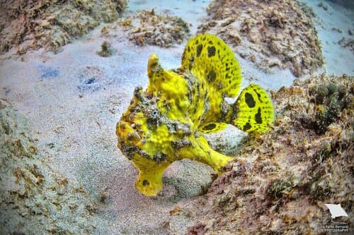 Leopard Frogfish