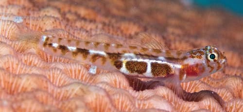 Leopard Goby