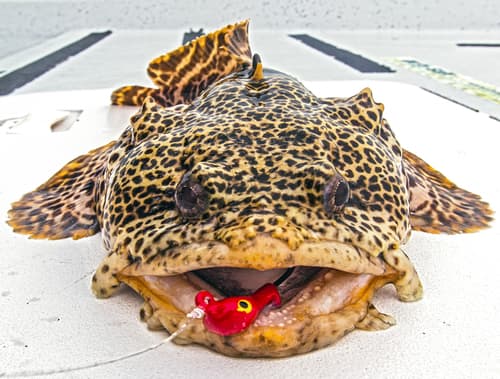 Leopard Toadfish