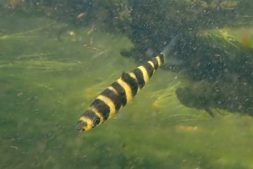 Leporinus altipinnis