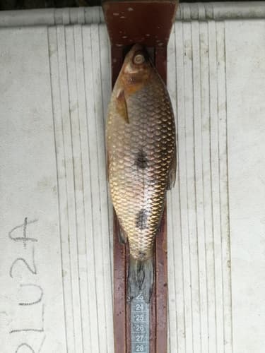 Ecuadorian Leporinus