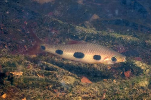 Three-spot Leporinus
