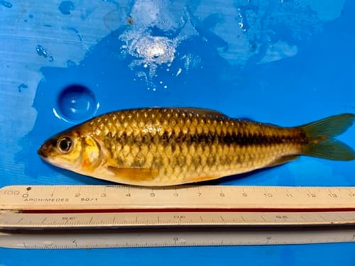 Banded Leporinus