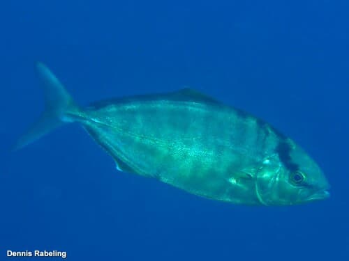 Lesser Amberjack