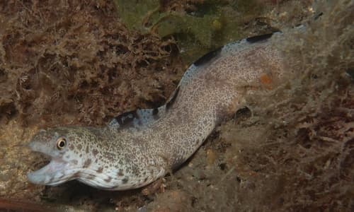 Lesser Moray