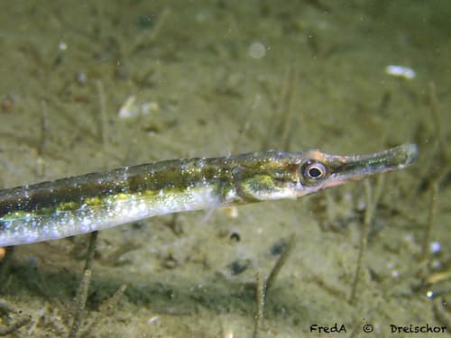 Lesser Pipefish