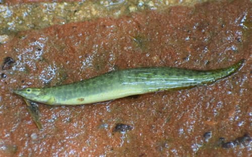 Lesser Spiny Eel