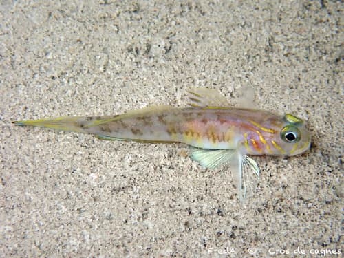 Lesueur’s Goby