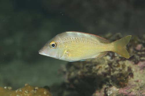 Redspot Emperor