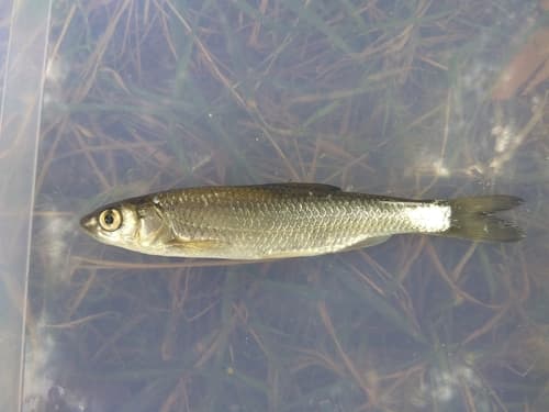 Leuciscus danilewskii