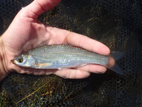 Leuciscus dzungaricus