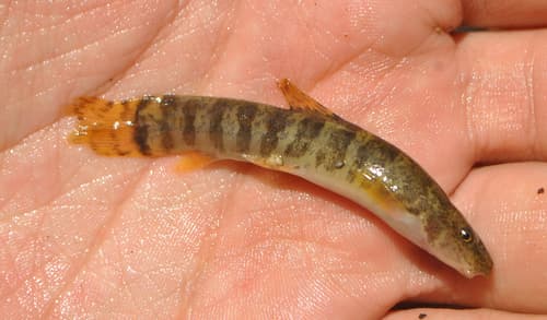 Levantine Loach