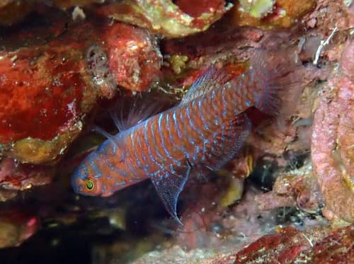 Liechtenstein's Goby