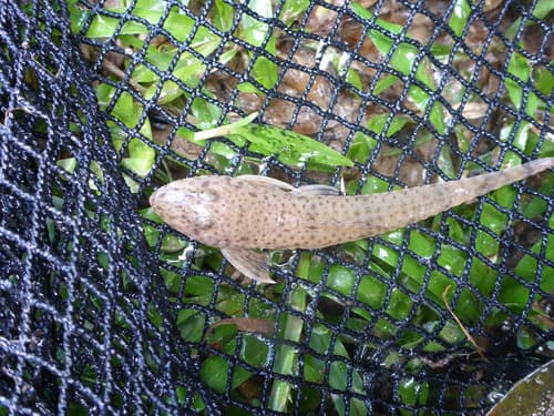 Griseus Whiptail Catfish