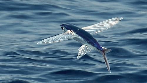 Limpid-wing Flyingfish