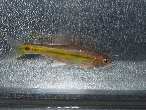 Line-spotted Barb