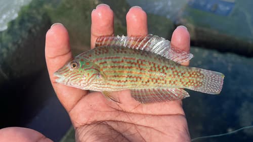 Lineblotch Wrasse
