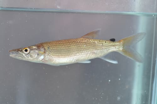 Lined African Pike