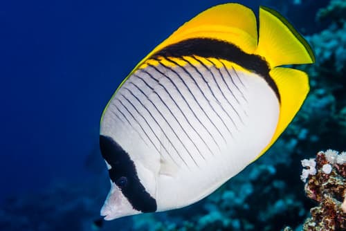 Lined Butterflyfish
