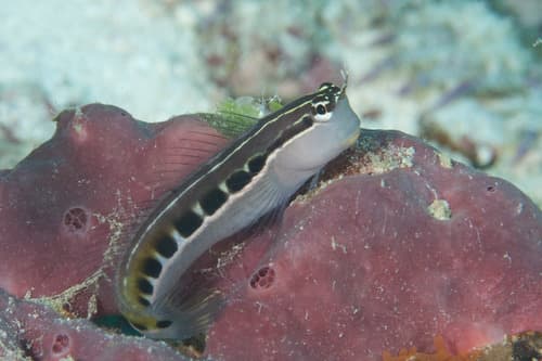 Lined Combtooth Blenny