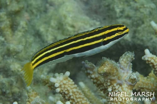 Lined Fangblenny