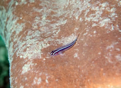 Linesnout Goby