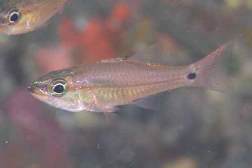 Linespot Cardinalfish