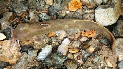 Liobagrus mediadiposalis